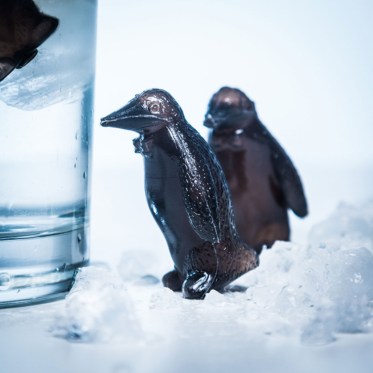 Pingvin Coolers