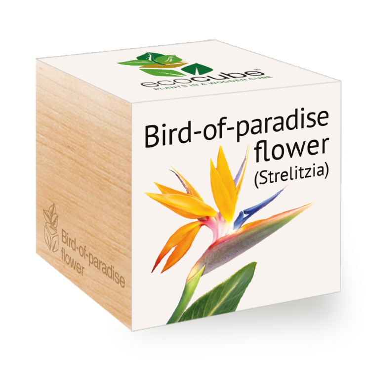 Paradisfugl - Ecocube plante i trækube