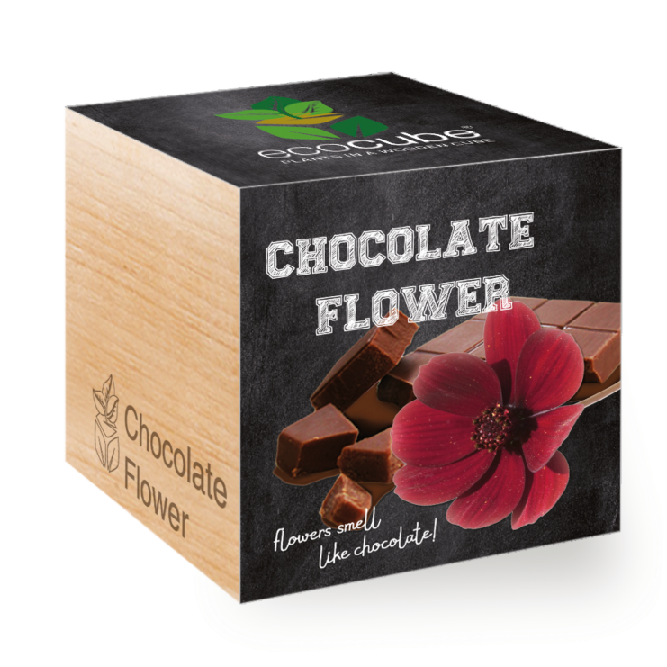 Chokoladeblomst - Ecocube plante i trækube