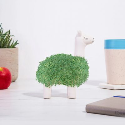 Lama med naturlig pels Lama med naturlig pels