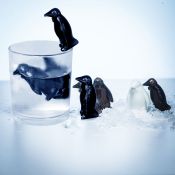 Pingvin Coolers