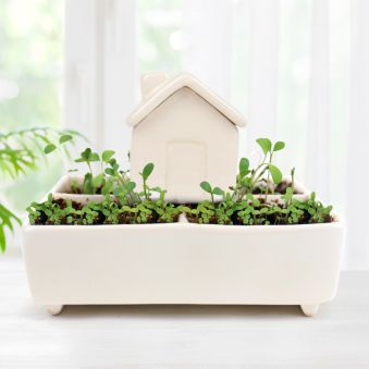 Mini plantehus med selvvanding