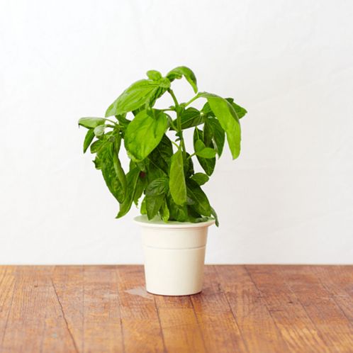 Genopfyldnings pakker til Click & Grow Smarter urtehave til indendørs