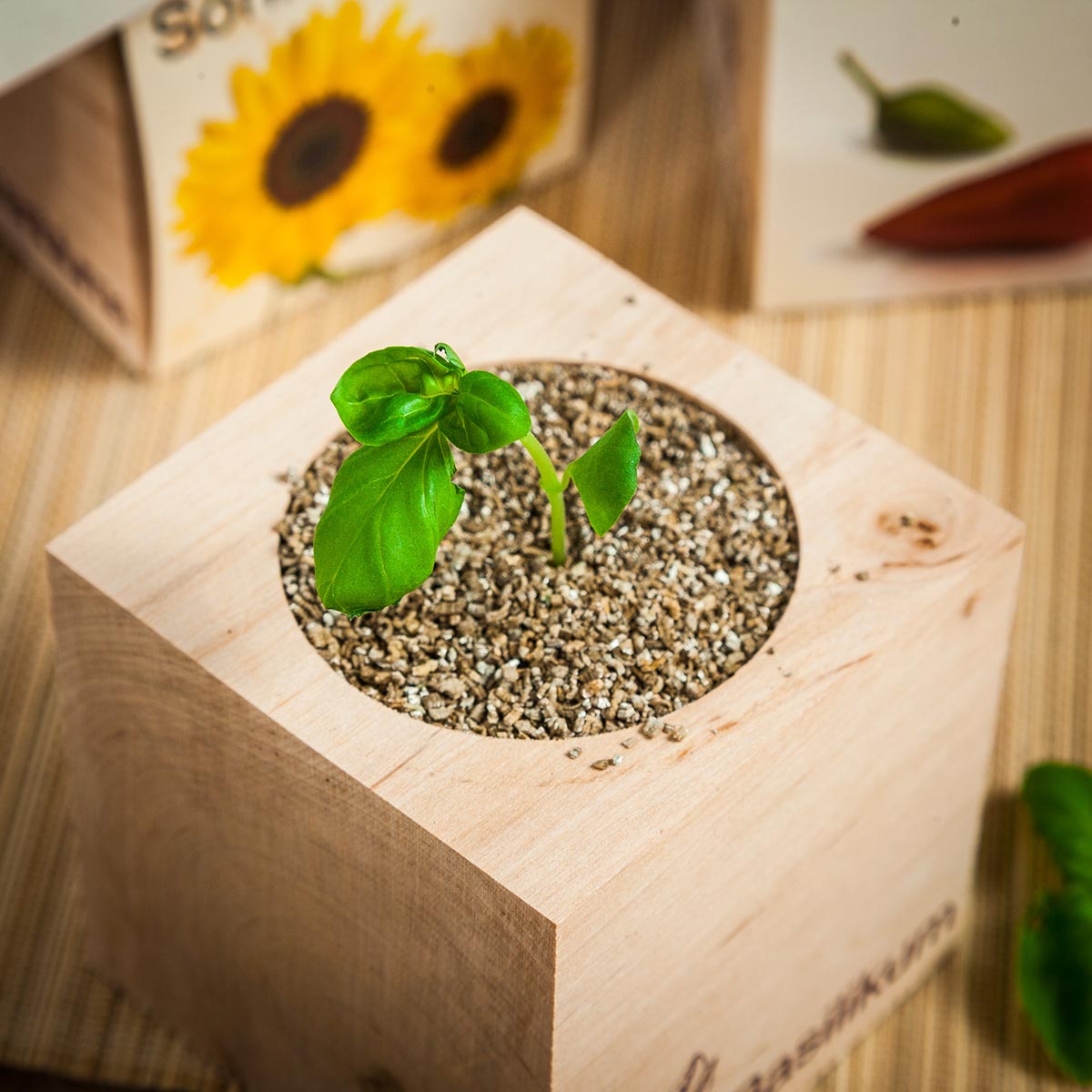 Ecocube - plante i trækube