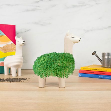 Lama med naturlig pels